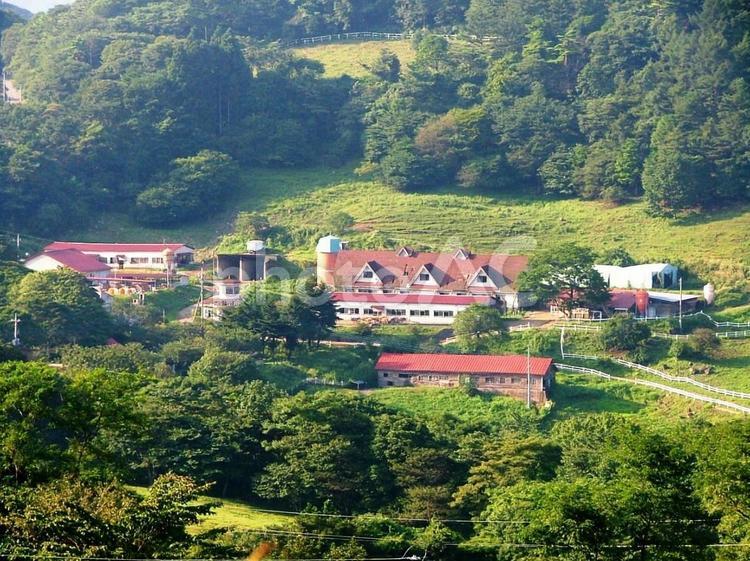 下仁田町神津牧場 群馬県,下仁田町,神津牧場の写真素材