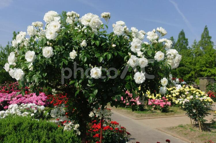 華やかなバラ園の様子です ローズガーデン,薔薇,カラフルの写真素材