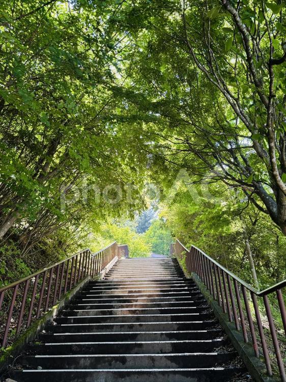 森の中の階段 階段,森林,ヒーリングの写真素材