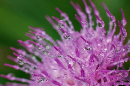 朝露に濡れるアザミの花 朝露に濡れるアザミの花の写真