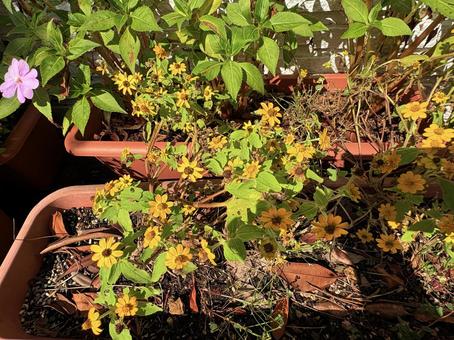 黄色い花とピンクの花が並ぶプランター 黄色い花とピンクの花が並ぶプランターの写真