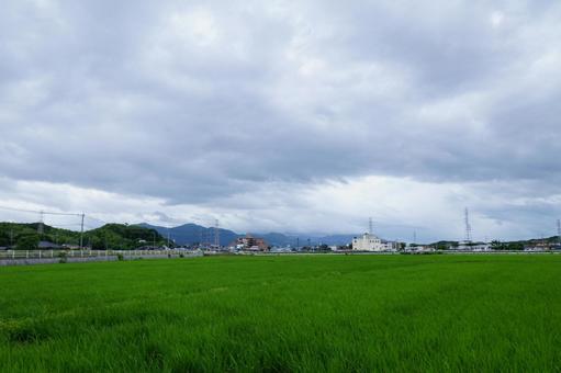水田風景 水田風景 稲,風景,景色の写真素材