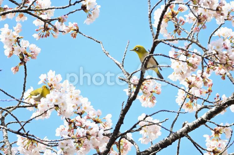 お花見中のメジロたち 桜,春,木の写真素材