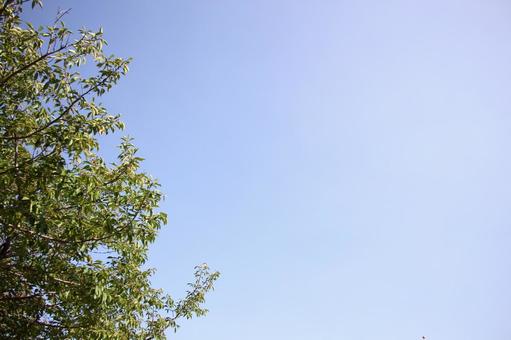 空と樹木 空と樹木 大樹,楠木,木陰の写真素材