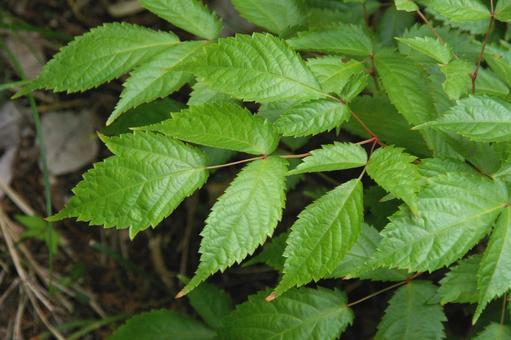 アカショウマの写真