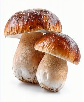 高級食材:ポルチーニのクローズアップ 高級食材:ポルチーニのクローズアップの写真