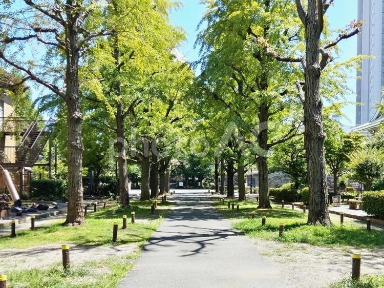 暑い日を謳歌するイチョウ並木 葉,イチョウ,並木の写真素材