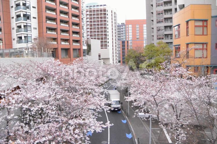 六本木の桜並木を見下ろす 六本木,桜,桜並木の写真素材
