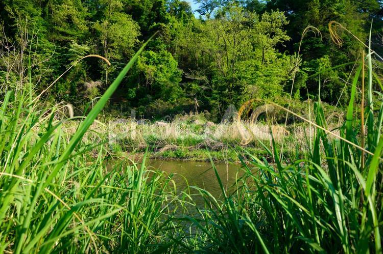 多摩川の風景 多摩川,川,春の写真素材