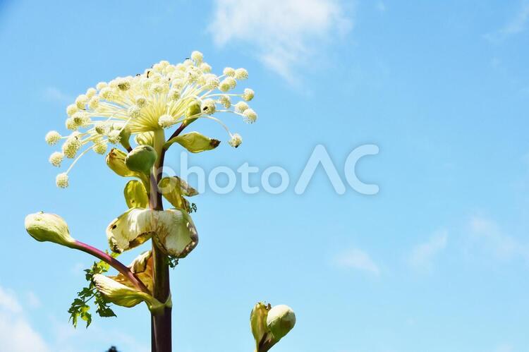 エゾニュウと空 エゾニュウ,エゾニウ,野生の写真素材
