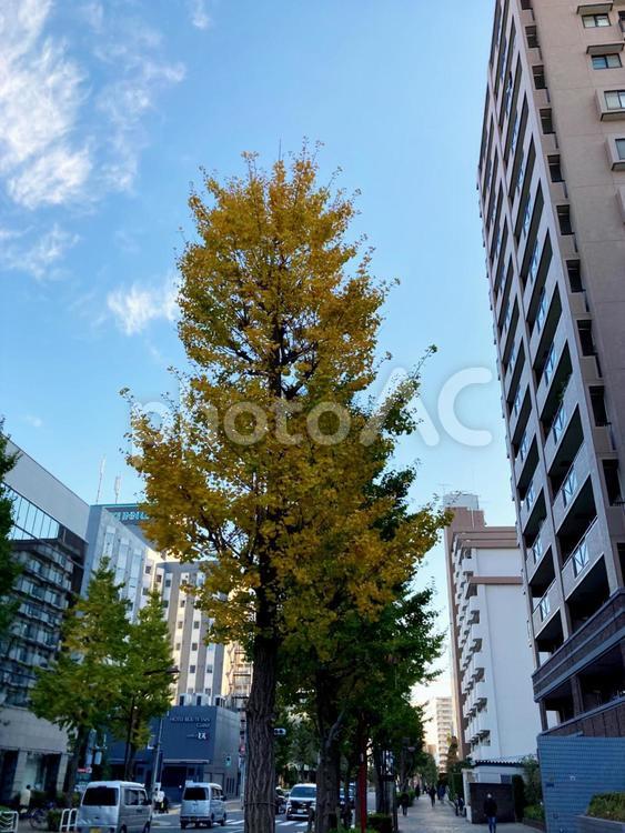 銀杏並木　街路樹 銀杏並木,街路樹,銀杏の木の写真素材