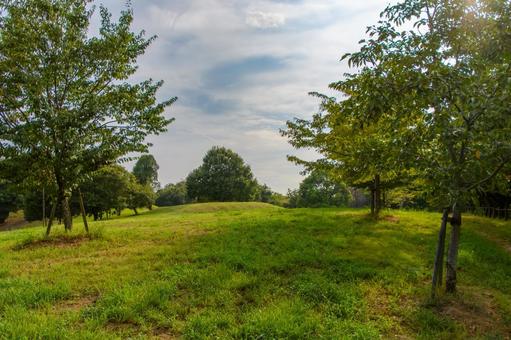 夏の木漏れ日が差し込む緑の丘 丘,草原,木の写真素材