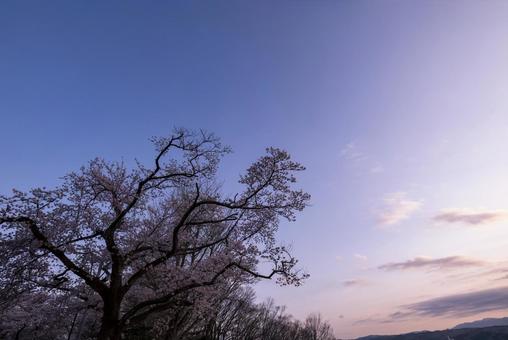 夕方の桜 夕方の桜の写真