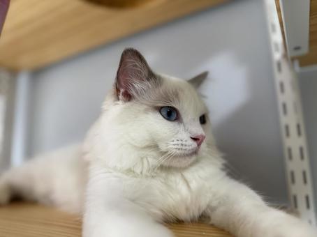 ドアップラグドール子猫② 猫,ペット,かわいいの写真素材