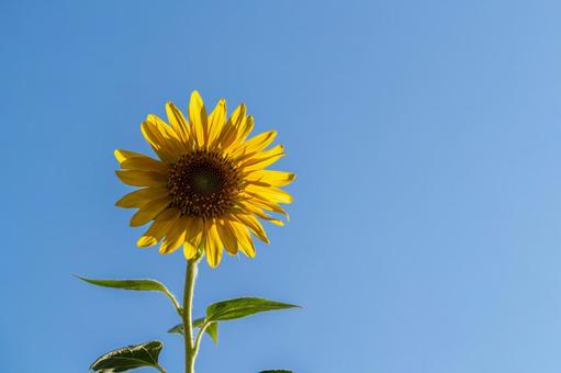 Sunflower, JPG Sunflower, JPG