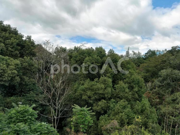 緑のある風景 青空,緑,風景の写真素材