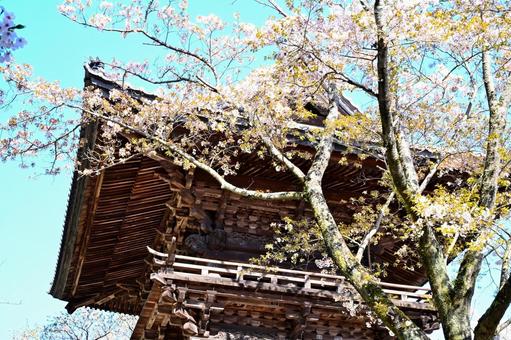 雨引観音の桜 雨引観音の桜の写真