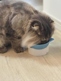 ご飯を食べる猫 ご飯を食べる猫の写真