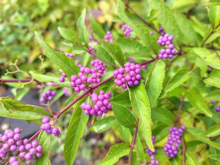 ムラサキシキブ_5の写真