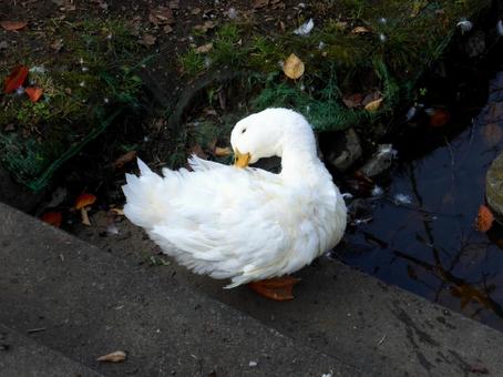 郊外の池の岸辺で羽づくろいするアヒル アヒル,鳥,鳥類の写真素材