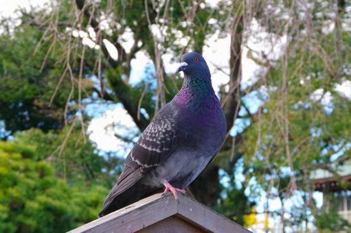 鳩の接写(ドバト/カワラバト) 鳩の接写(ドバト/カワラバト) 鳩,ドバト,カワラバトの写真素材