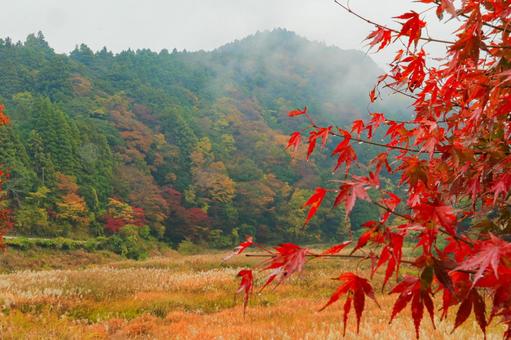養老渓谷 養老渓谷,紅葉,秋の写真素材