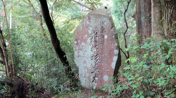 晩夏の旧東海道杉並木 石碑 晩夏の旧東海道杉並木 石碑 旧東海道杉並木,石碑,晩夏の写真素材