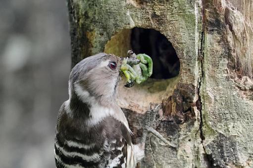 給餌するコゲラ コゲラ,啄木鳥,キツツキの写真素材