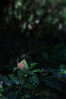 茶と緑の葉っぱ 茶と緑の葉っぱの写真