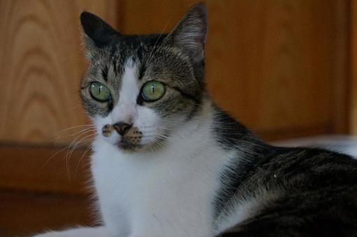 ねこ 目 ねこ 目の写真