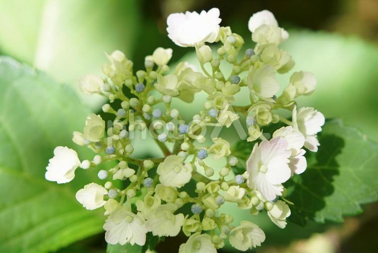 咲き始めた白いアジサイ② 白い,アジサイ,花の写真素材