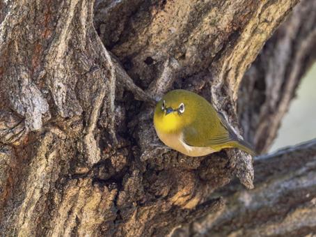 木肌に寄りそうメジロ メジロ,野鳥,鳥の写真素材