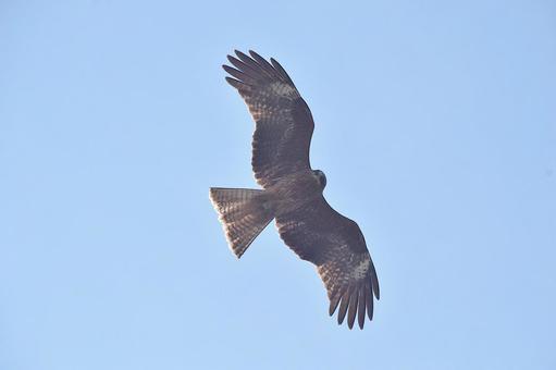 大空を飛ぶトビ 大空を飛ぶトビの写真
