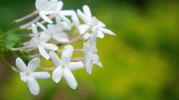 ジャスミン-125 ジャスミン,ハゴロモジャスミン,白の写真素材