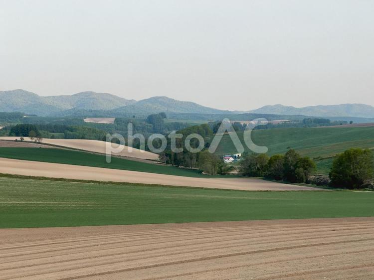 畑が稜線をなぞる春の丘 春,畑,丘の写真素材