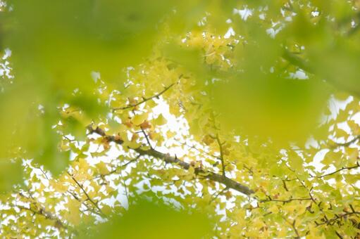 銀杏 銀杏,秋,自然の写真素材