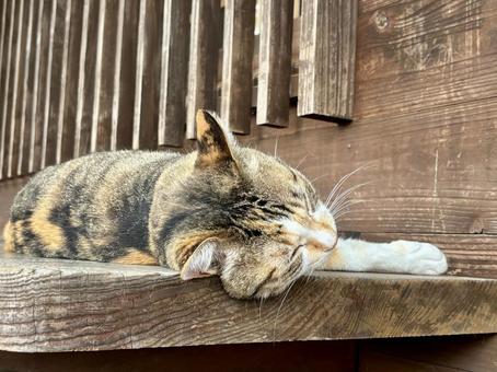 眠っている猫 眠っている猫 猫,ネコ,オレンジの写真素材