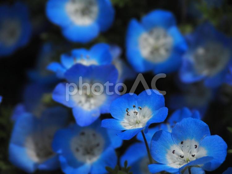 季節の花　ネモフィラ 花,青い花,ネモフィラの写真素材