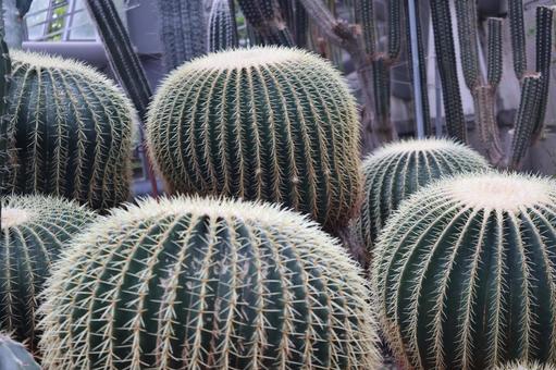 サボテンのたくさん植わっている風景 サボテンのたくさん植わっている風景の写真