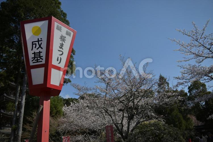 醍醐寺　２０２５年　桜満開 ２０２５年,醍醐寺,桜満開の写真素材