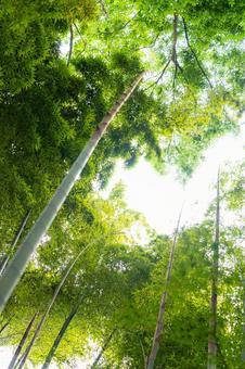 背高く伸びる竹林 緑,新緑,葉の写真素材