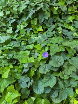 花 花の写真