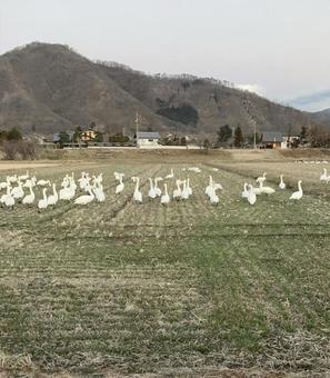 白鳥 白鳥の写真