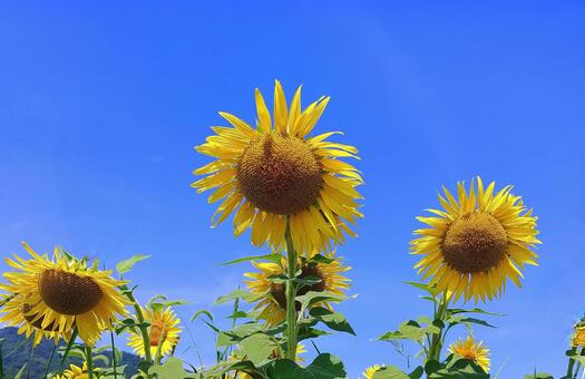 向日葵の花と青空 向日葵,夏,花の写真素材