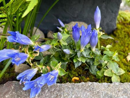 リンドウ リンドウ,花,風景の写真素材