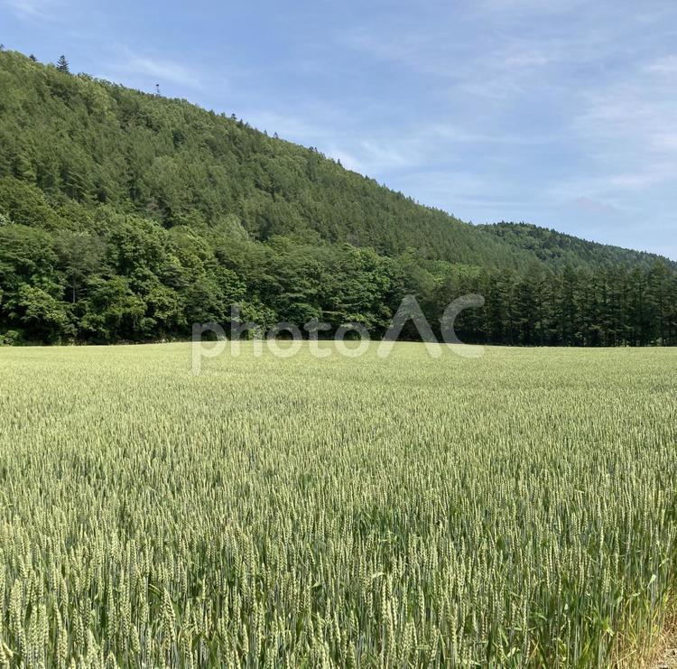 北海道の夏 田んぼ,夏,初夏の写真素材