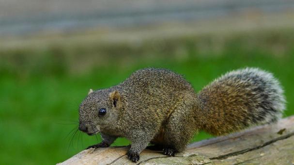 Close-up of a squirrel, JPG Close-up of a squirrel, JPG