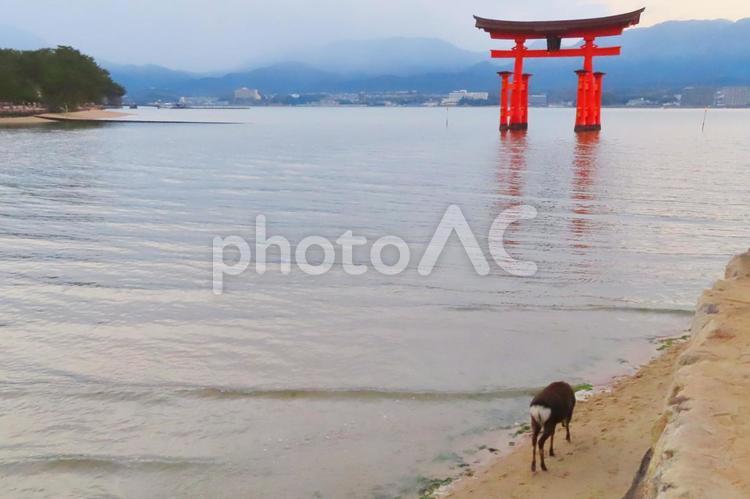 【広島県】日本三景安芸の宮島の大鳥居と鹿 宮島,厳島神社,大鳥居の写真素材