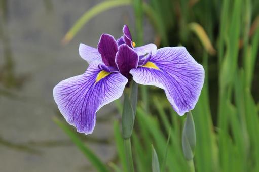 ハナショウブ・花菖蒲 ハナショウブ・花菖蒲 ハナショウブ,クローズアップ,初夏の写真素材