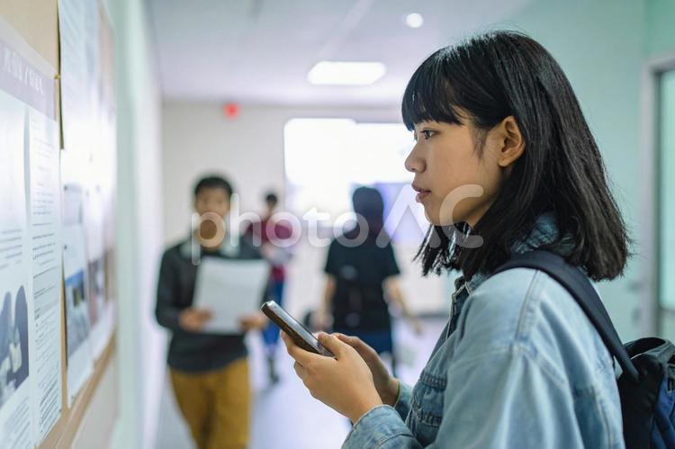 大学の掲示板を確認する女子大生 女性,人物,日本人の写真素材